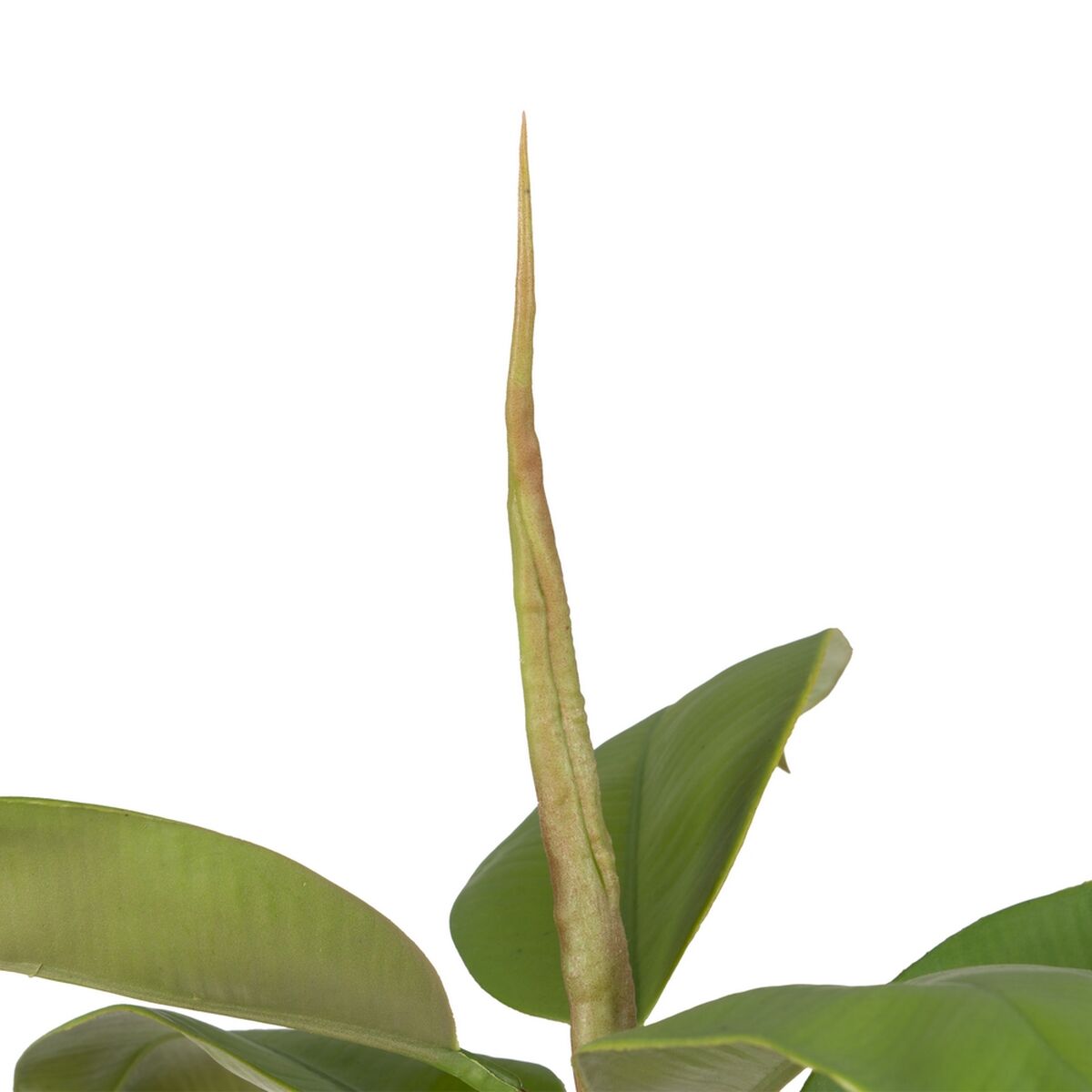 V8HD3648789B1ED4F28E87B01F0E4D3C9B7R4985342P2